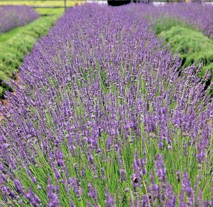 Phenomenal Lavender Live Plant - Perennial Herb in 18-24 Inch Upright Growth - Lavandula angustifolia 'Phenomenal'