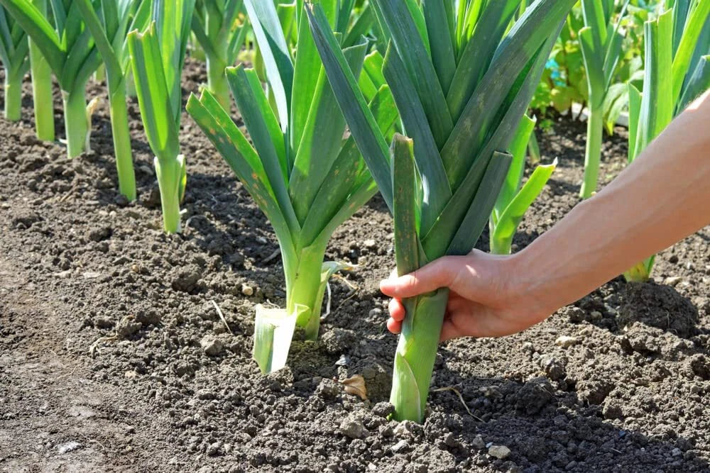 Leek Seeds for Planting - 50+ Allium ampeloprasum Garden Seeds for Salads & Garnish