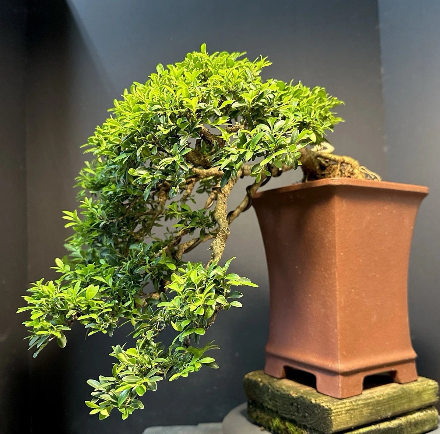 Bonsai Tree 12" Kingsville Boxwood Cascade Buxus microphylla in Yixing Zisha Pot, Mature Indoor Bonsai Plant