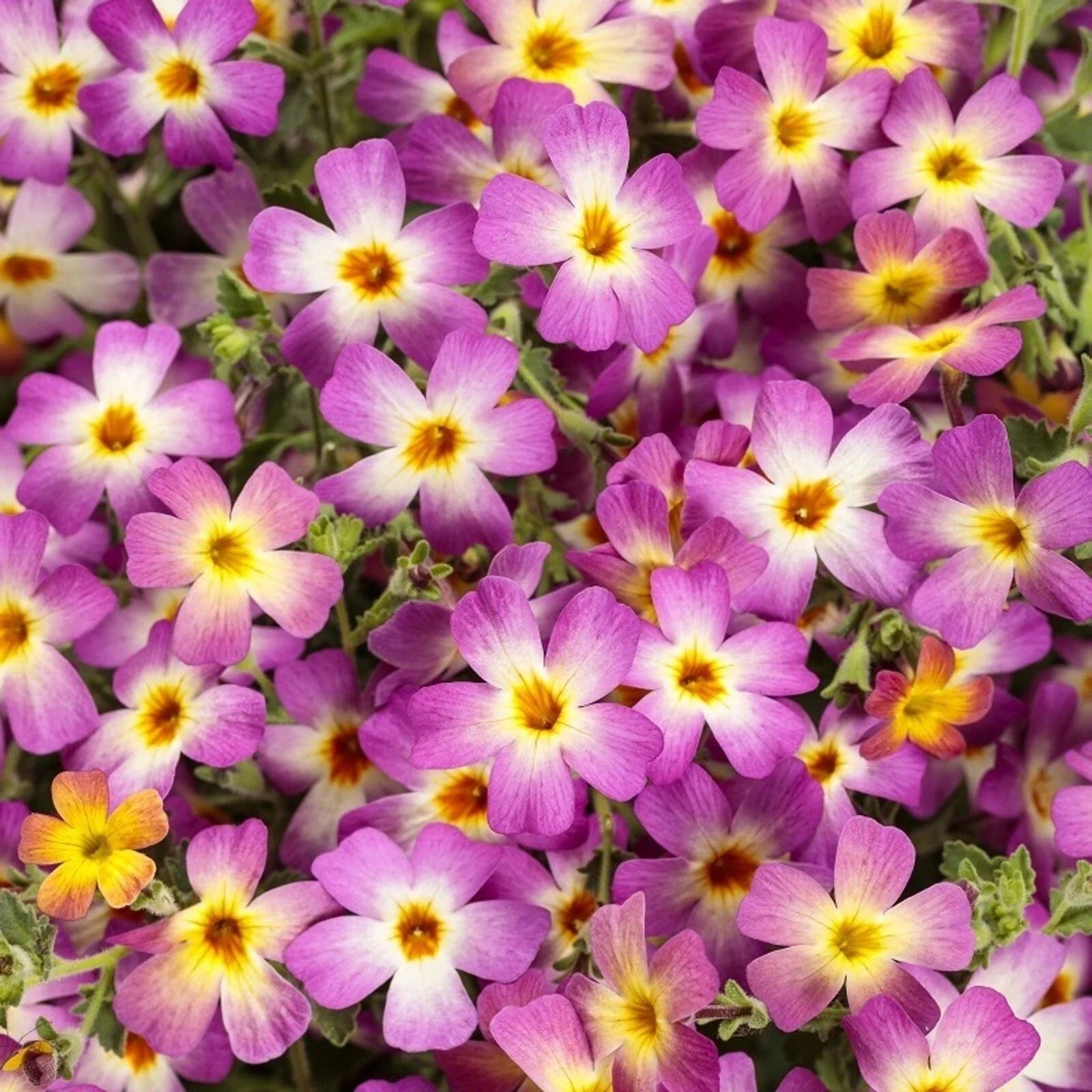 Safari Dawn Phlox Seeds - Perennial Flower Seeds for Butterfly Attraction, Vibrant Pink, Orange & Purple, Phlox paniculata