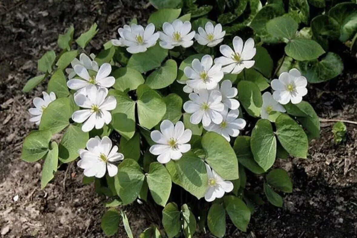 Twin Leaf Plant Bareroot - Jeffersonia diphylla Organic Wildflower for Forest Gardens, Native Medicinal Perennial