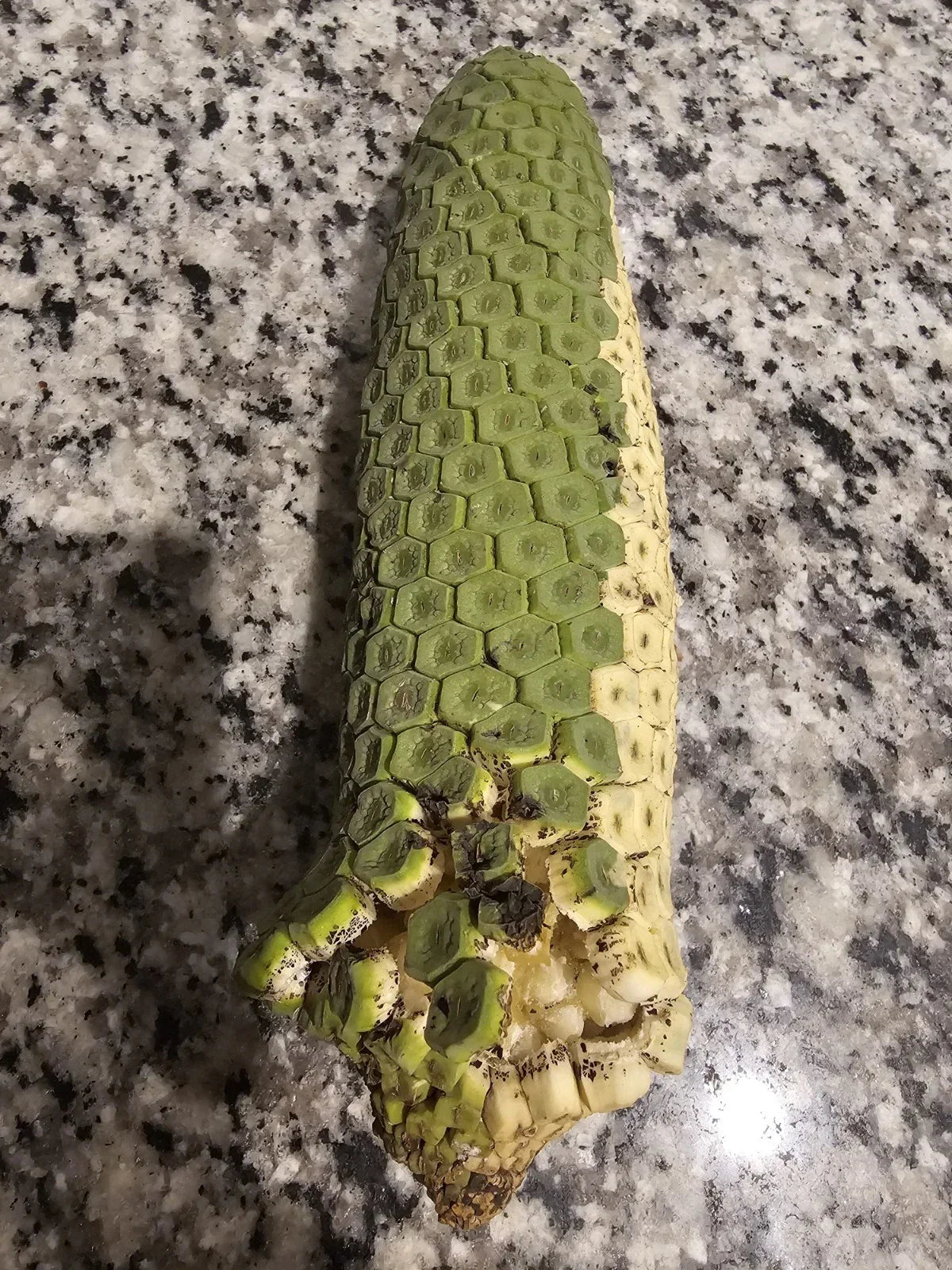 Rare Monstera Deliciosa - Tropical Edible Plant with Pineapple-Banana Fruit