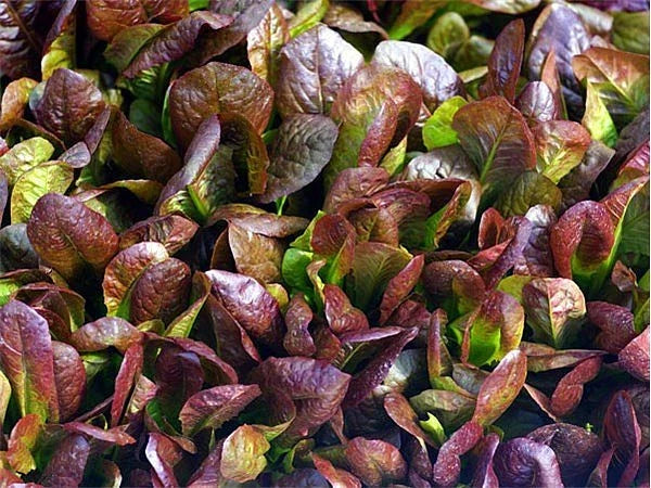 Cimarron Romaine Lettuce Seeds - 200 Pack Heirloom Deep Red Lactuca sativa for Home Gardening