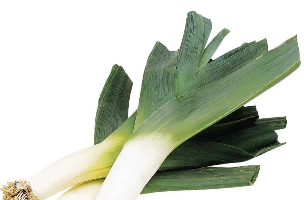 Organic Leek Seeds - 250+ Count Heirloom Allium ampeloprasum