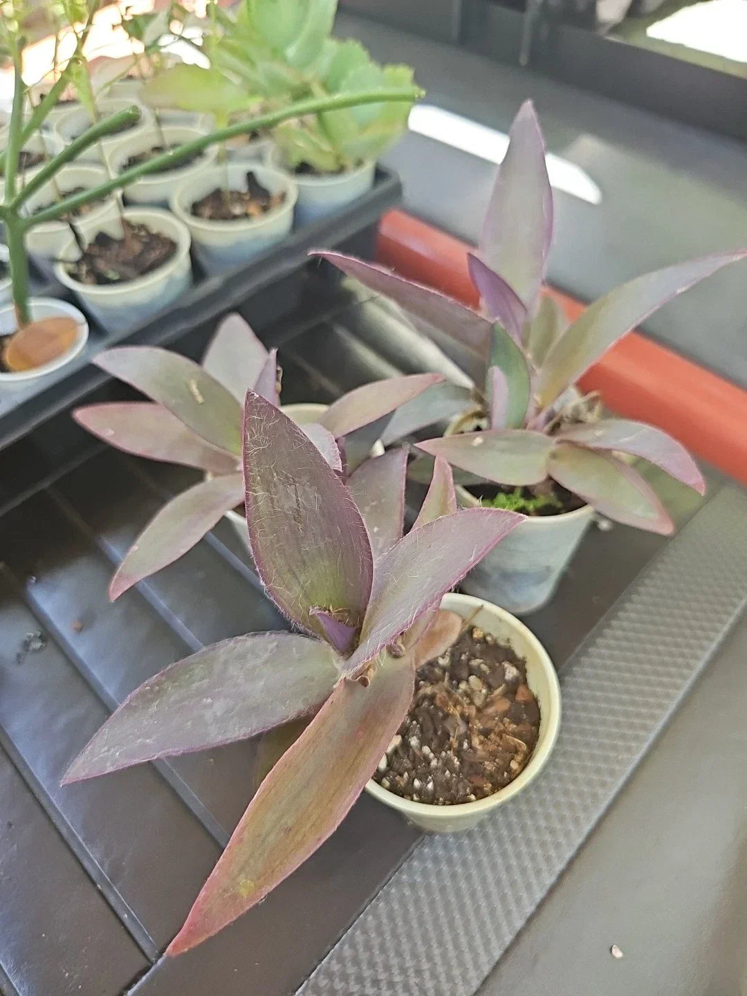 Setcreasea Purple Heart Plant - 4" Wandering Jew Indoor Houseplant with Vibrant Purple Foliage