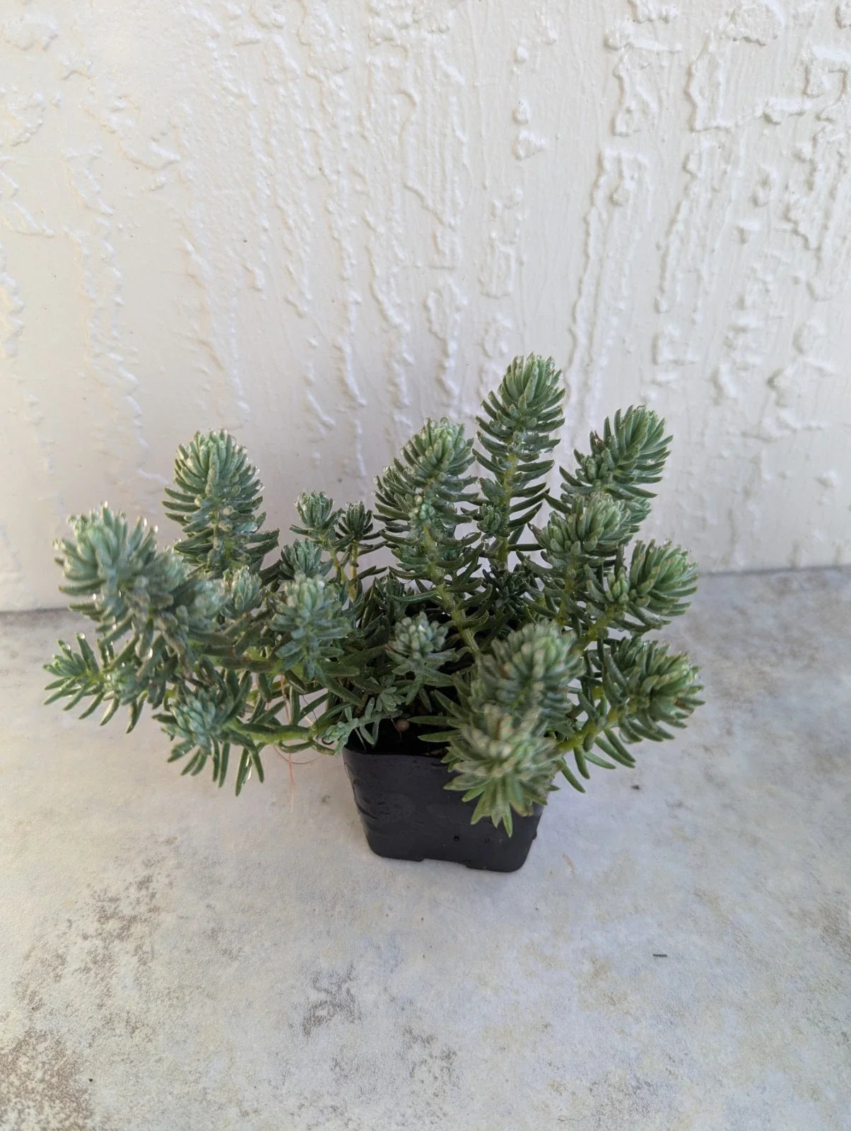 Succulent Plant 2-Inch Pot Sedum reflexum Blue Spruce Drought-Resistant Ground Cover