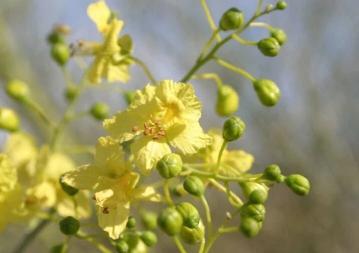 Blue Palo Verde Seeds Pack – Drought-Tolerant Parkinsonia florida for Gardens, Xeriscaping & Low-Water Landscaping