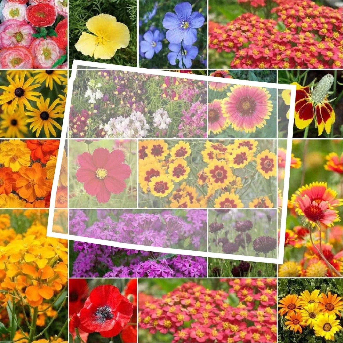 Wildflower Seed Mix - Wyoming State Flower - 1000 Non-GMO Seeds - Perennials & Annuals