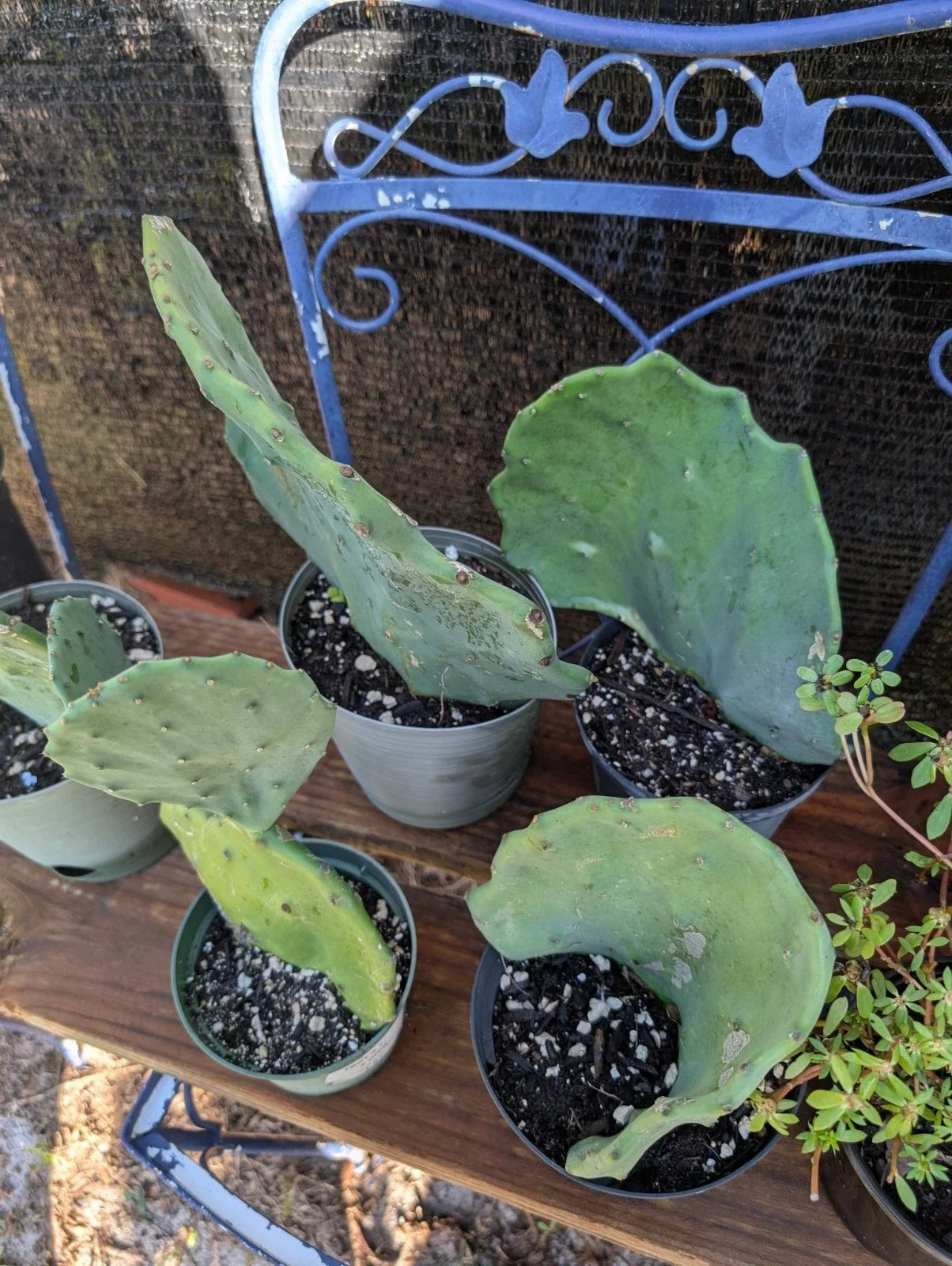 Live Rooted Cactus Plant - Opuntia gomei Old Mexico Prickly Pear - Succulent for Indoor or Outdoor Gardening