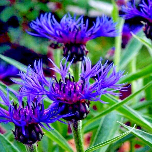 Mountain Blue Cornflower Seeds - 20 Perennial Centaurea montana Seeds, Cold Hardy Garden Flower