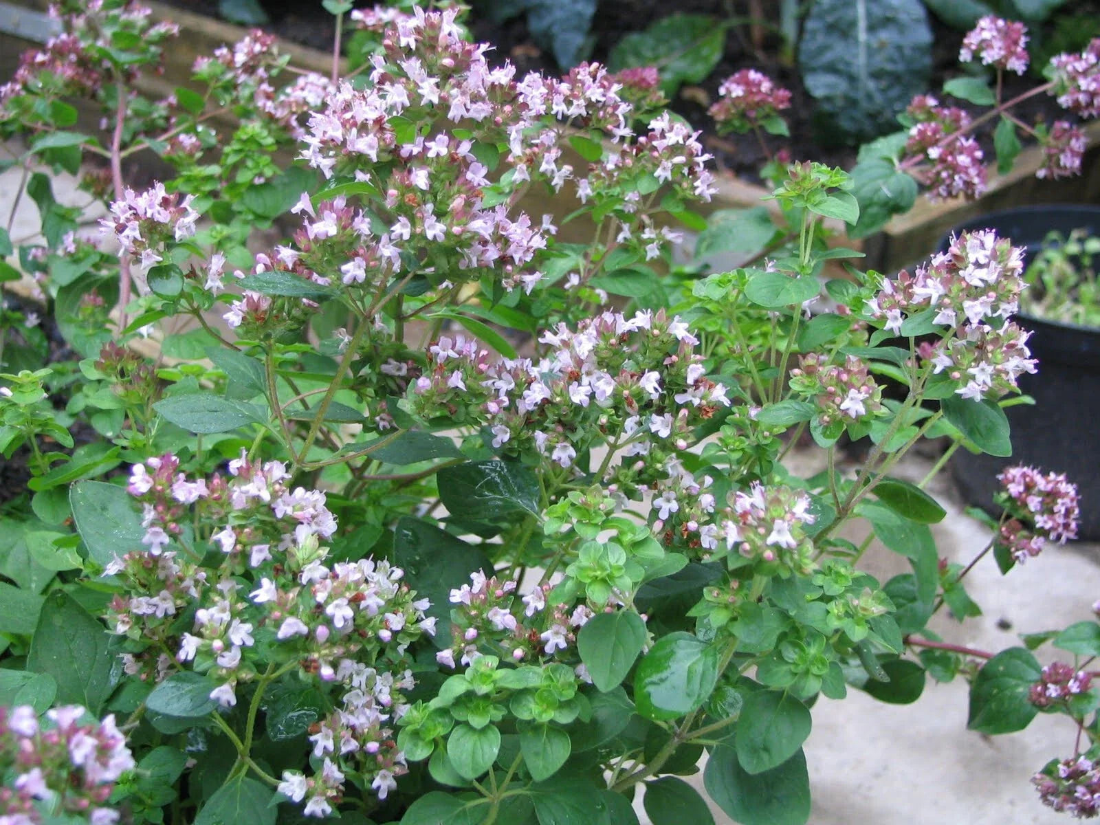 Greek Oregano Seeds 500 Pack - Origanum vulgare var. hirtum Herb Garden Seeds for Culinary Use