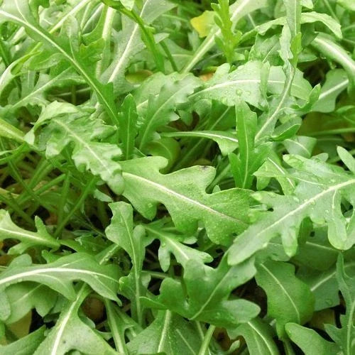 Sylvetta Arugula Seeds – Heirloom, Non-GMO, Organic Salad Greens, Eruca sativa, Pack of 200 Seeds