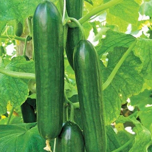 Heirloom Cucumber Seeds 50+ Non-GMO Ashley Long Variety Cucumis sativus Vegetable for Home Garden