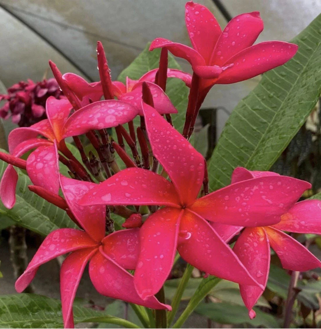 Rooted Plumeria Cutting Fuchsia Queen - 18" Tropical Plant with 2 Tips for Home Decor