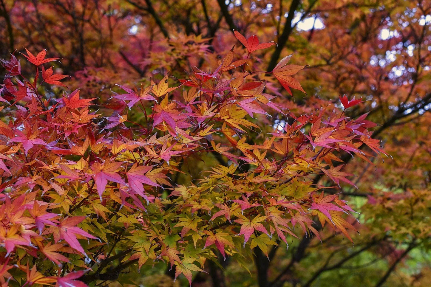 Japanese Maple Cuttings - 15 Fresh 8-12 Inch Acer palmatum Plants for Shade Gardens