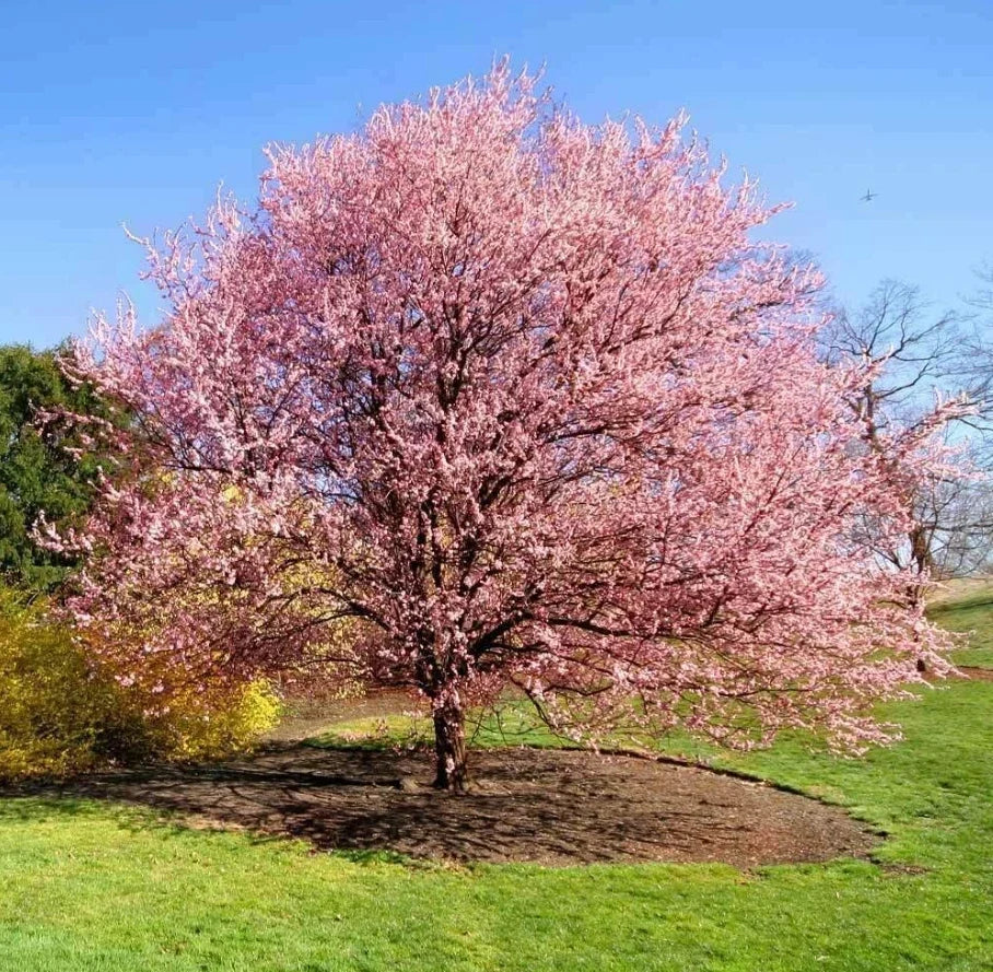 Kwanzan Cherry Tree Live Plant 8-14" in 2.5" Pot Pink Double Flowers Prunus serrulata Outdoor