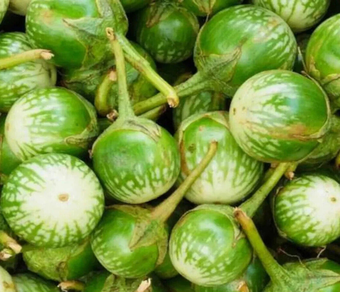 Petch Siam Eggplant Seeds - 100+ Non-GMO Solanum melongena for Garden, Indian Cuisine, Green Vegetables