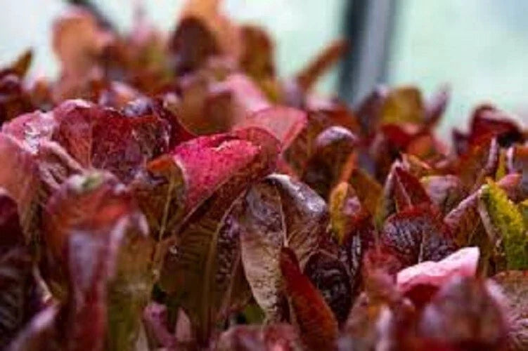 Organic Heirloom Seeds - Super Red Romaine Lettuce - Non-GMO, Premium Vegetable Seeds for Home Gardening - Lactuca sativa