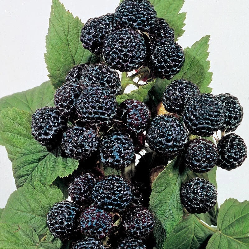 Jewel Black Raspberry Plant - Live Rooted Starter, Self-Pollinating, Rubus occidentalis, Zones 4-8