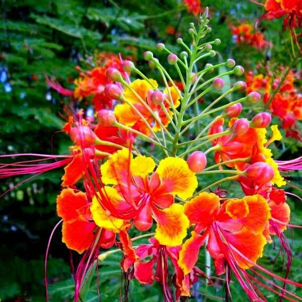Mexican Red Bird of Paradise Seeds - Dwarf Poinciana Flower Shrub (Caesalpinia pulcherrima)