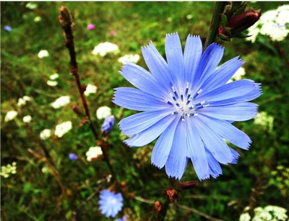 Organic Chicory Seeds - Cichorium intybus Herb Seeds for Culinary & Medicinal Use, Pesticide-Free, 200 Pack