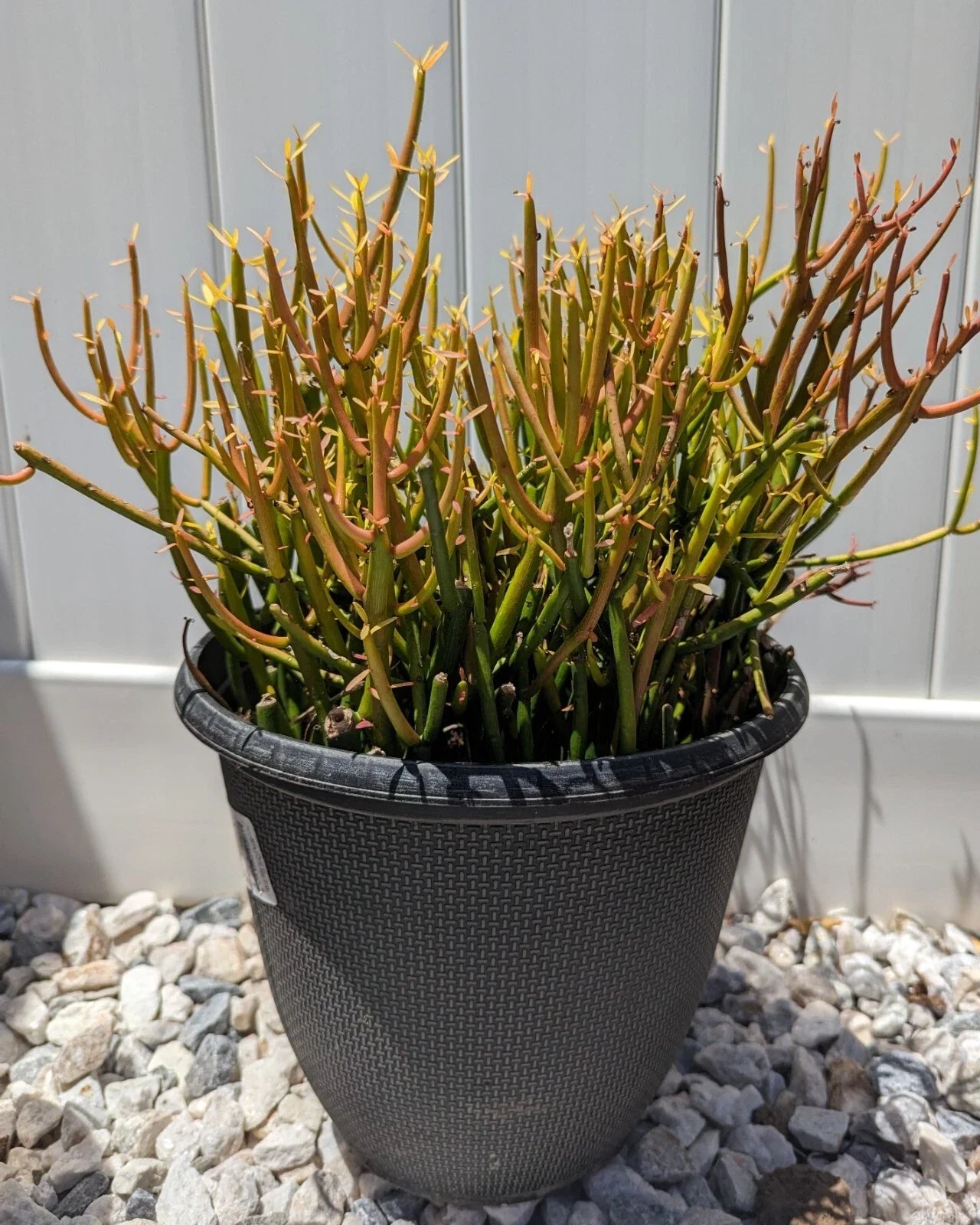 Pencil Cactus Cuttings | 10 Firesticks Succulent Propagation | Euphorbia tirucalli | Easy to Grow Indoor Outdoor