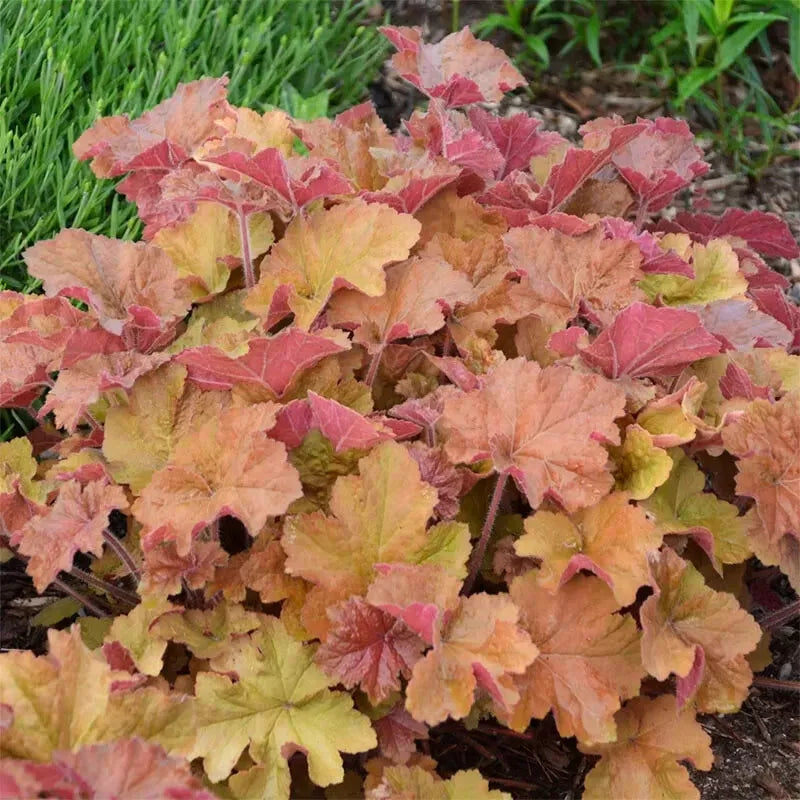 Carmel Heuchera Coral Bells Plant 4" Pot, Deer-Resistant, Partial Shade, Moist Well-Drained Soil, Heuchera sanguinea