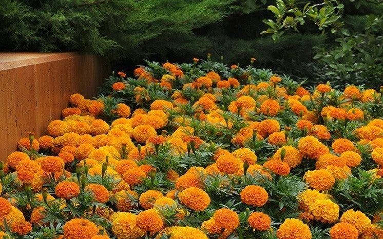 Petite French Marigold Seeds Mix - Dwarf Annual Flowers for Garden Pest Control - Tagetes patula - 200+ Seeds