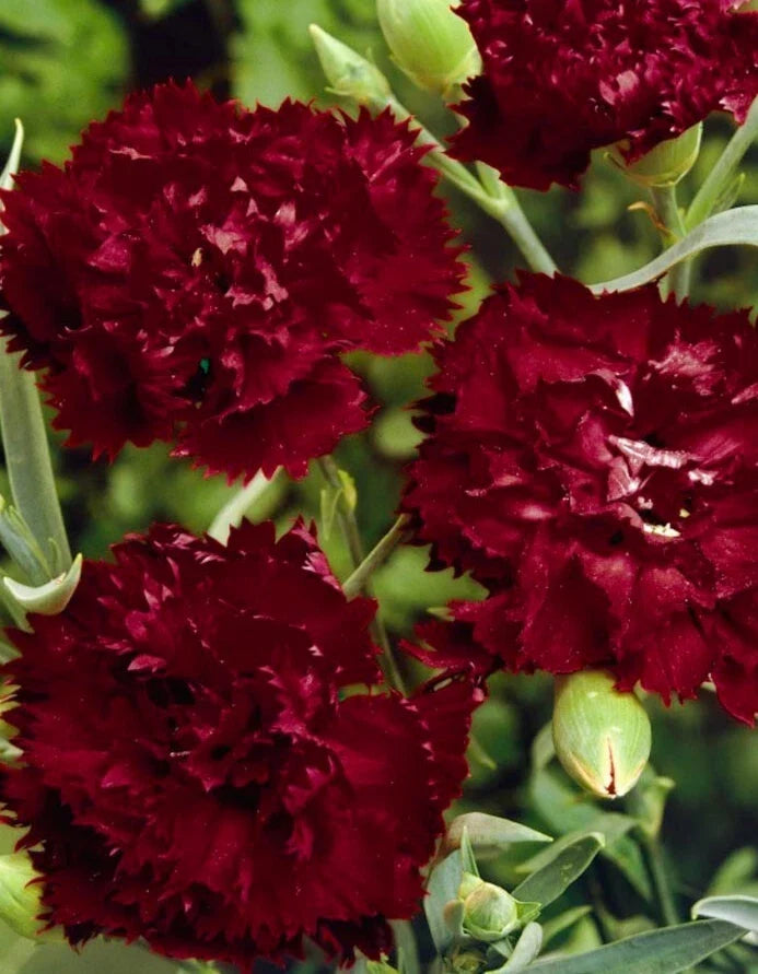 Dianthus Seeds - Grenadin 'King of Black' - Perennial Pink Carnation Seeds for Gardens & Containers - 25+ Seeds