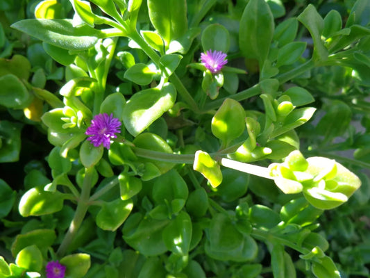 10 Aptenia cordifolia Cuttings Purple Pink Apple Ice Plant Baby Sun Rose 5-7" Fresh Propagation