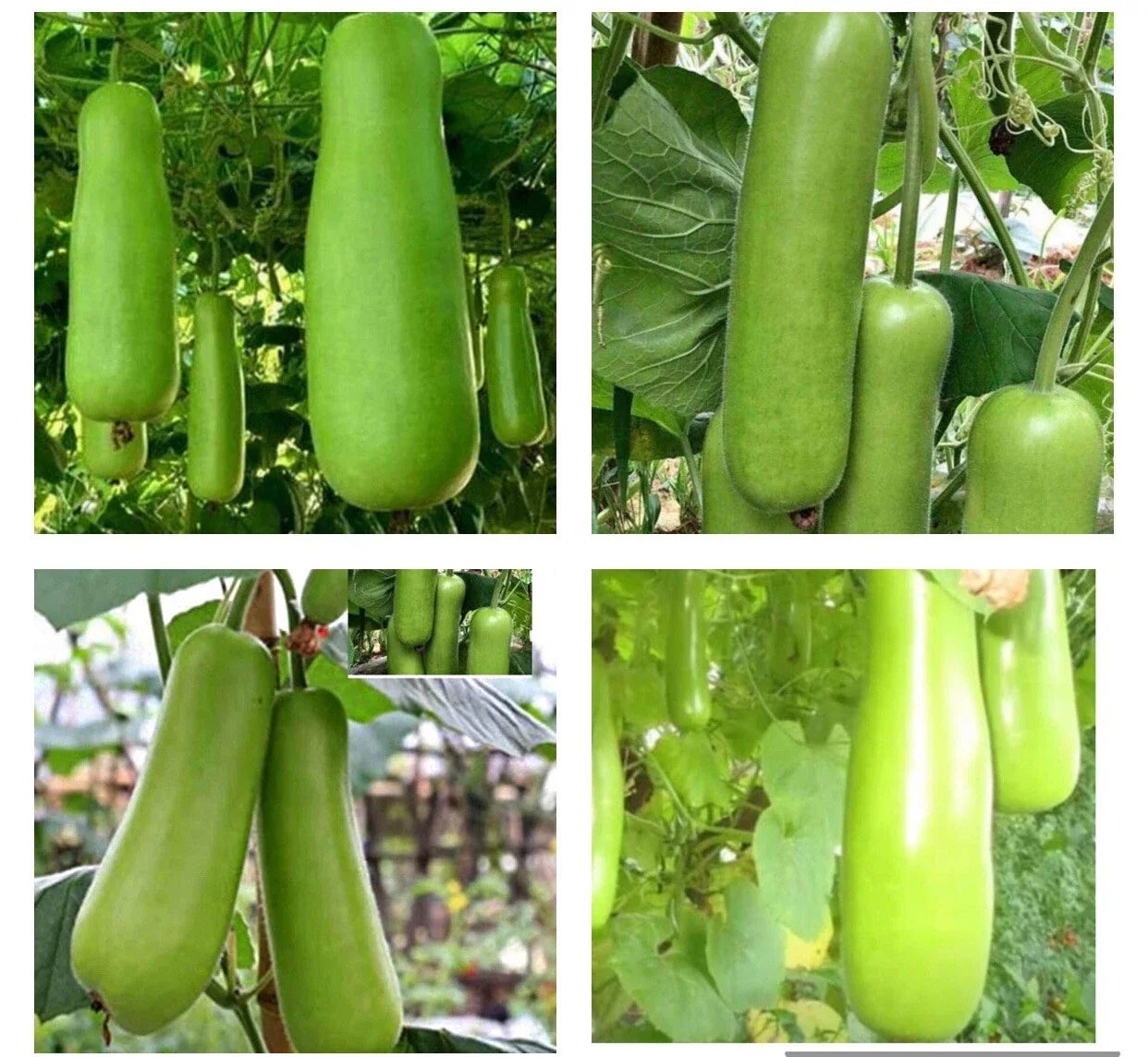 Heirloom Bottle Gourd Seeds – Non-GMO Upo Calabash Climbing Vine for Home Gardening, 20+ Seeds