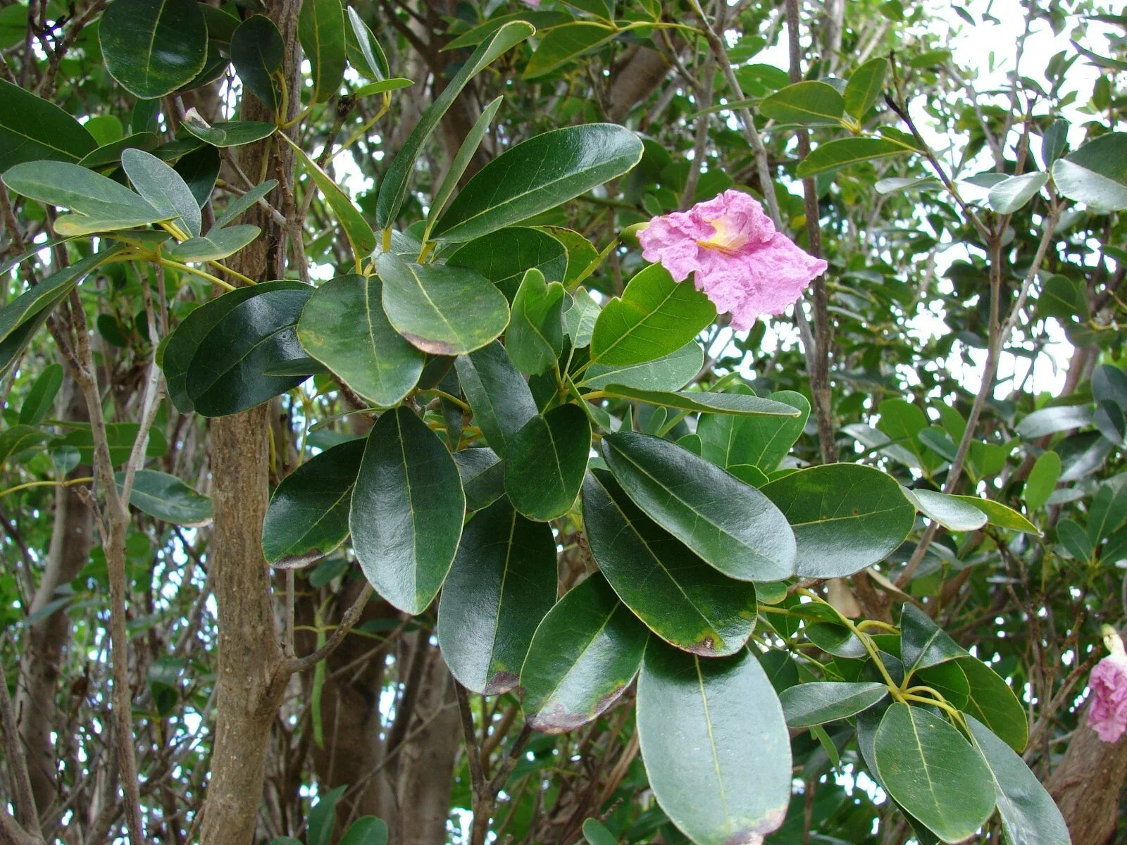 Pink Poui Flowering Trumpet Seeds - 20 Pack, Tropical Tree with Pink Blooms, Tabebuia rosea, Deciduous Ornamental Tree