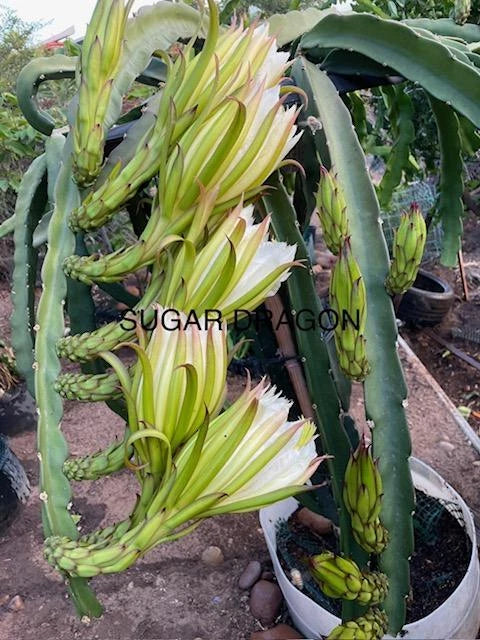 Dragon Fruit Cuttings 8-12" Hylocereus spp. Fresh Edible Cactus Plants for Home Gardening, Tropical Fruit, Exotic Plant Collection
