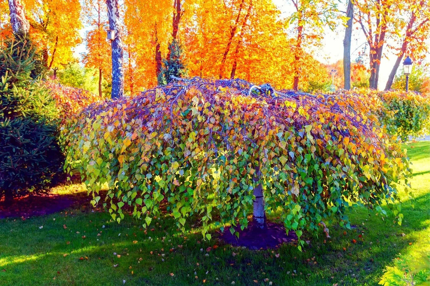 Weeping Silver Birch Tree Seeds 250+ Betula pendula High Germination Rate for Landscaping & Gardening