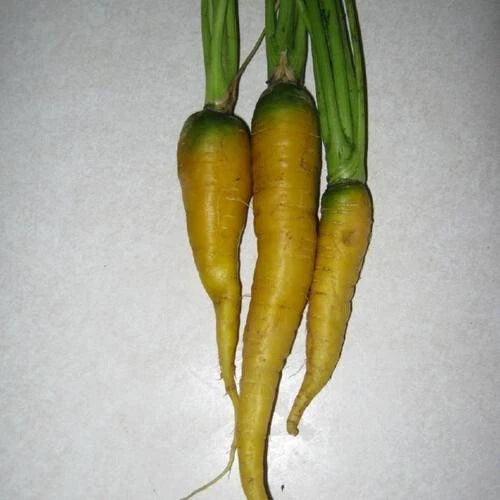 Jaune du Doubs Carrot Seeds - Heirloom Daucus carota, 1000+ Vibrant Yellow Root Vegetable Seeds for Garden Planting