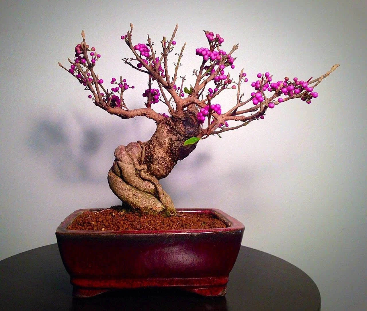 Bonsai Beauty Berry Seeds - 20 Non-GMO Callicarpa Americana with Purple Berries for Garden & Bonsai Planting