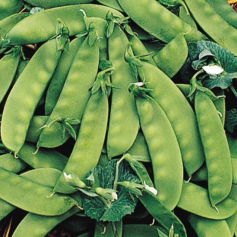 Oregon Sugar Pod II Peas Seeds 8 Oz Heirloom Non-GMO Snow Pea Pisum sativum for Home Garden