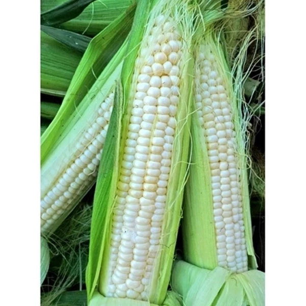 Sweet Corn Seeds - Silver King Zea mays Heirloom Pack of 100, Juicy, Tender, Full Sun, Non-GMO, Home Garden, Summer Crop