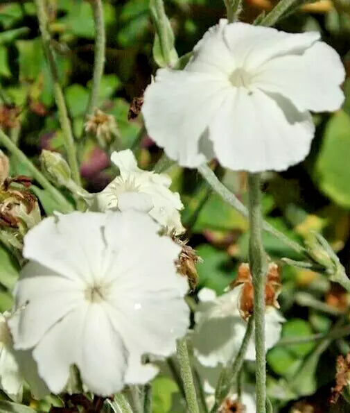 White Rose Campion Seeds 100 Count, Fuzzy White Leaves, Lychnis Coronaria, Perennial Flower for Borders & Gardens