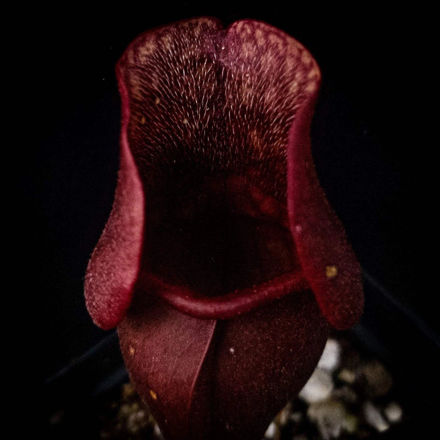 Sarracenia purpurea Venosa Red Pitcher Plant - Carnivorous Garden Plant, Red-Striped Leaves, Live in Pot