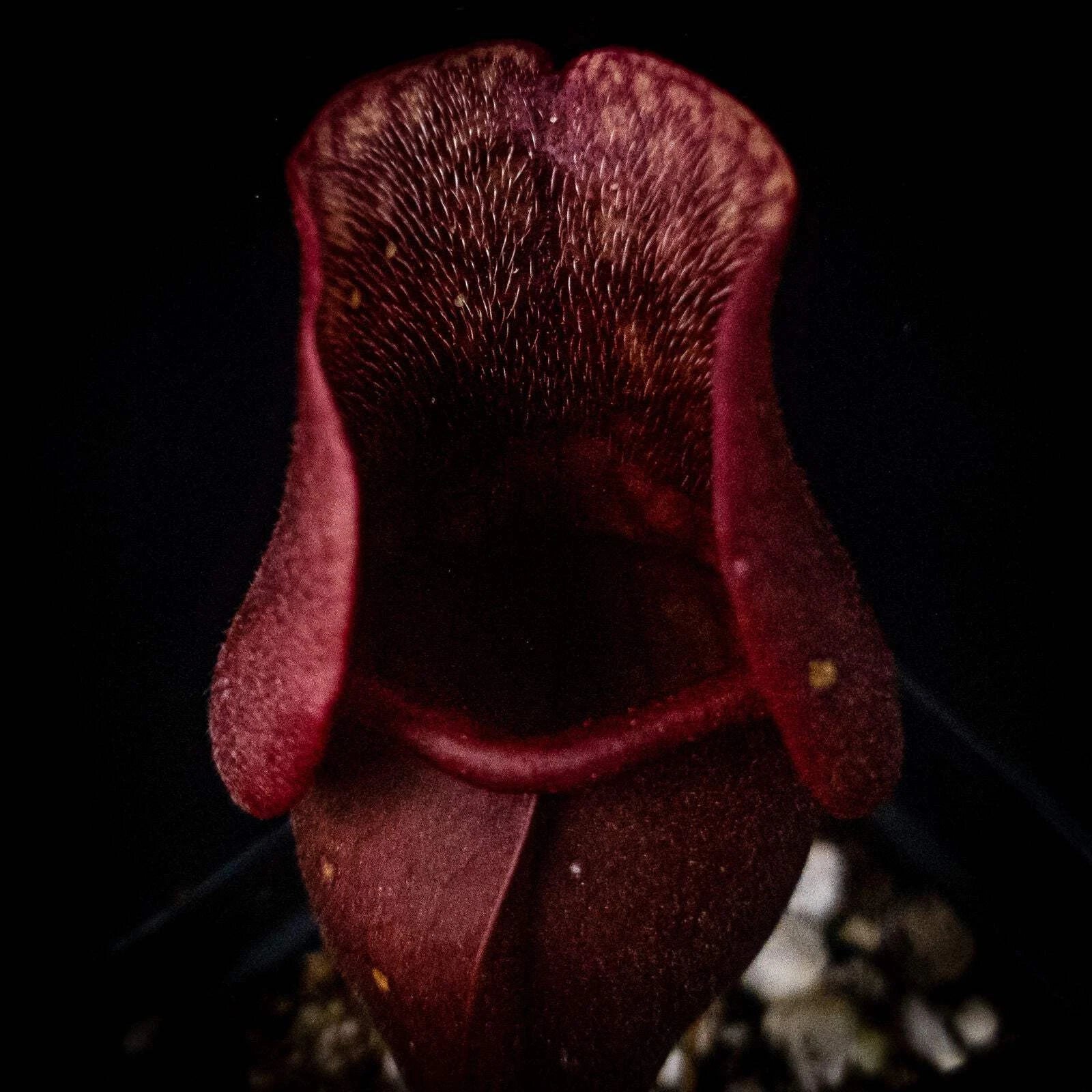 Sarracenia purpurea Venosa Red Pitcher Plant - Carnivorous Garden Plant, Red-Striped Leaves, Live in Pot
