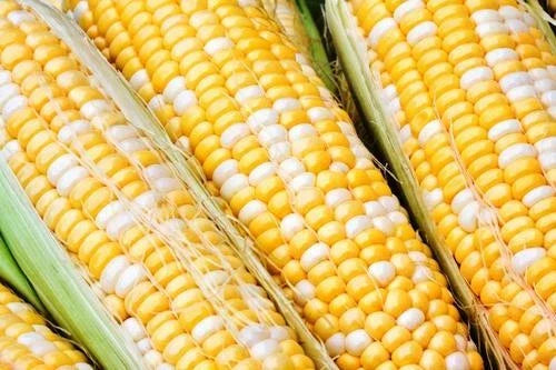 Sweet Corn Seeds - Essence Variety, Organic Zea mays, Non-GMO, High Germination, Fresh Seeds for Home Gardening