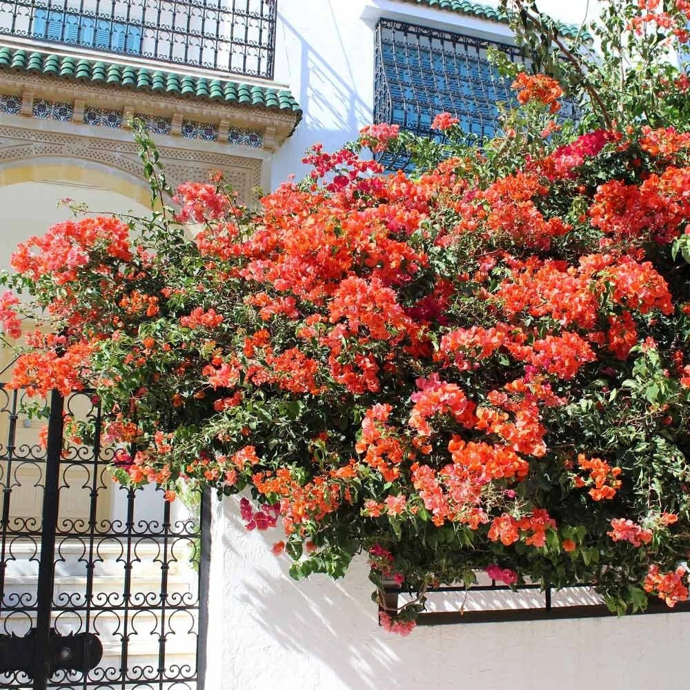 Set of 2 Sundown Orange Bougainvillea Live Plants – Bougainvillea glabra – Rare Orange Color