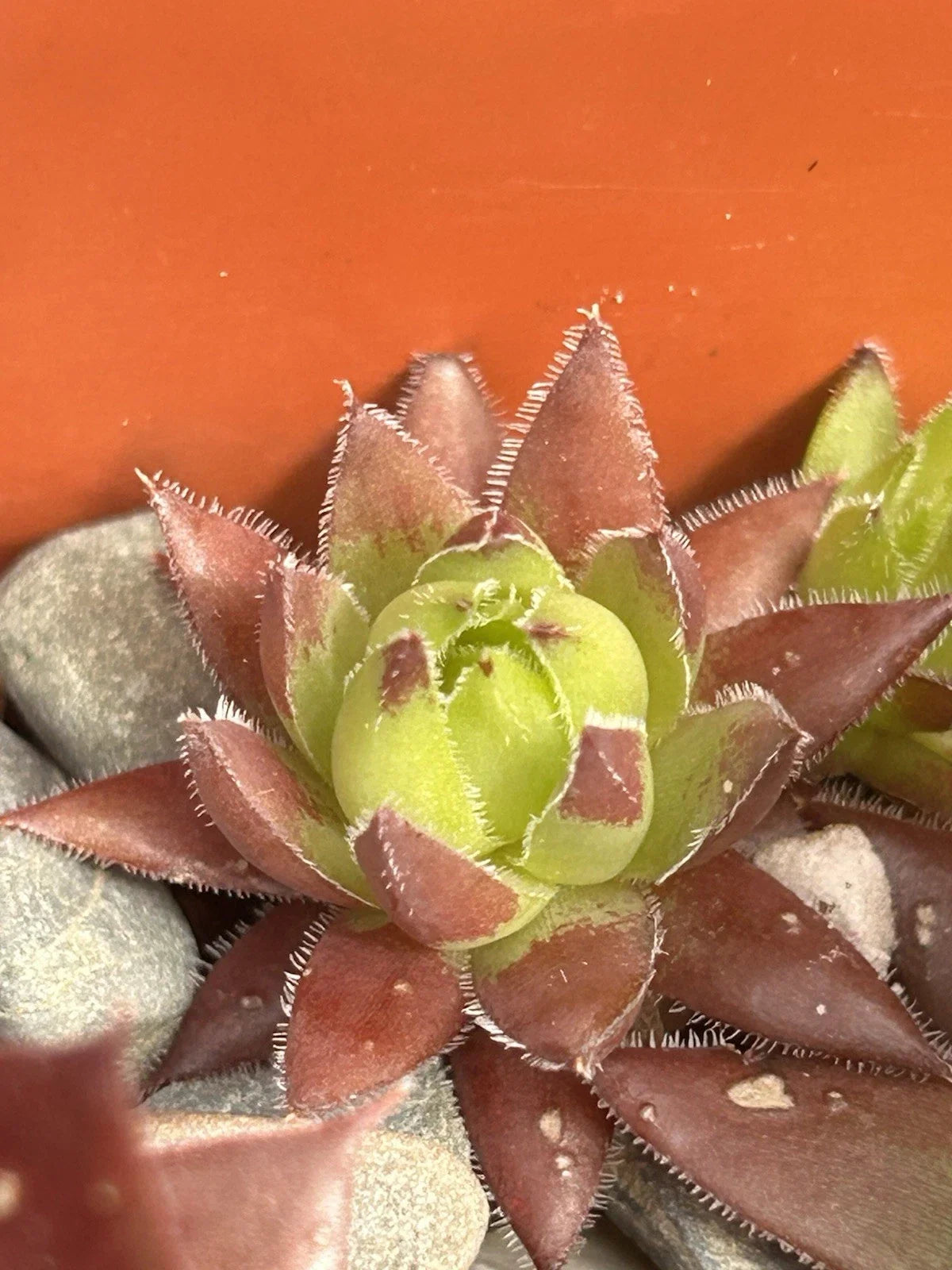 Live Succulent Plant – Sempervivum globiferum ‘Hedgehog’ – Drought Tolerant Rosette Succulent for Indoor & Outdoor Gardens