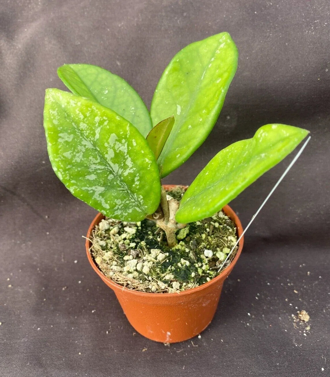 Hoya Carnosa 'Wilbur Graves' Rooted Plant in 2.5" Pot, Variegated Foliage, Indoor Vining Houseplant