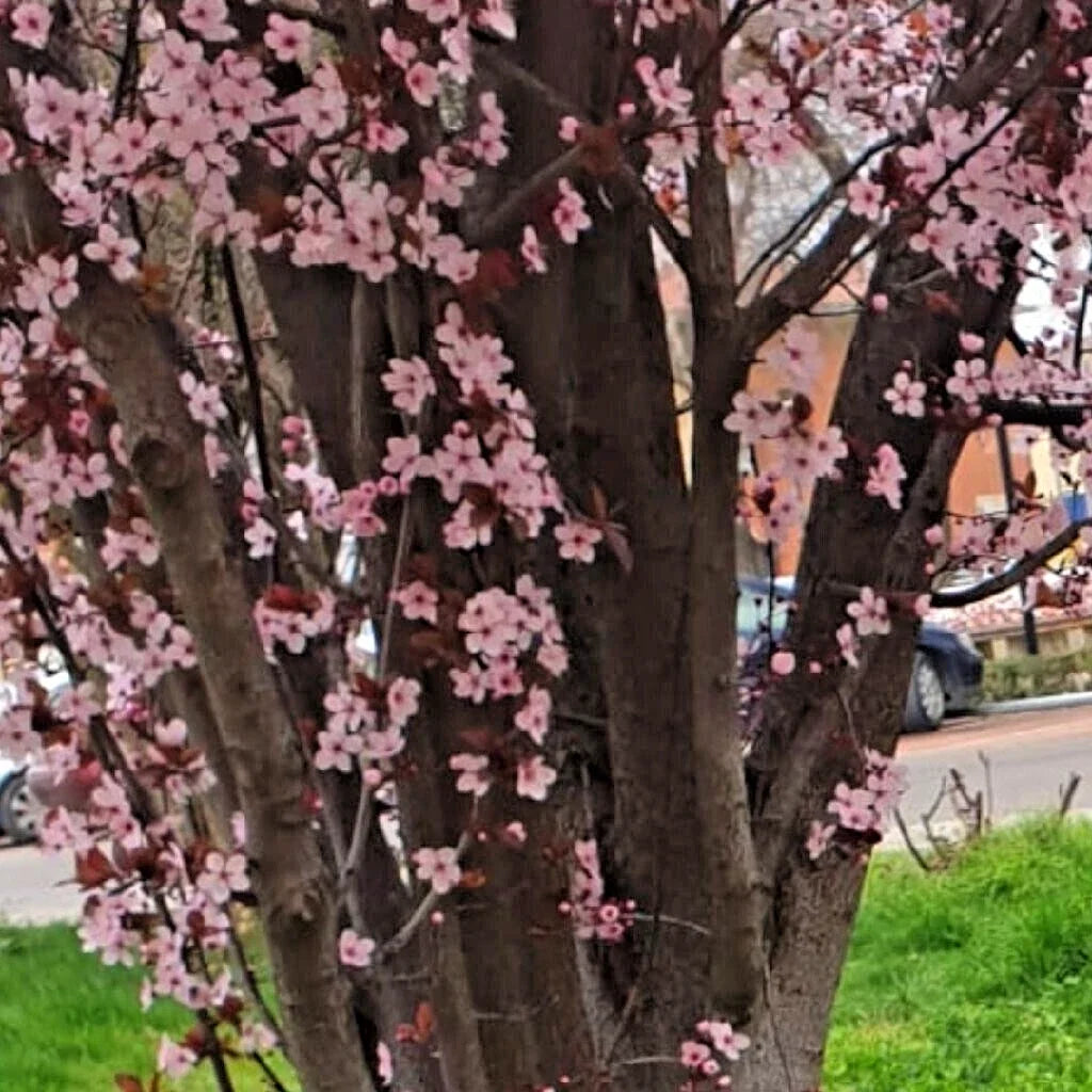 Prunus Cerasifera 'Thundercloud' Cherry Plum Cuttings 6" Unrooted Live Tree Plant, Ornamental Landscape Shrub