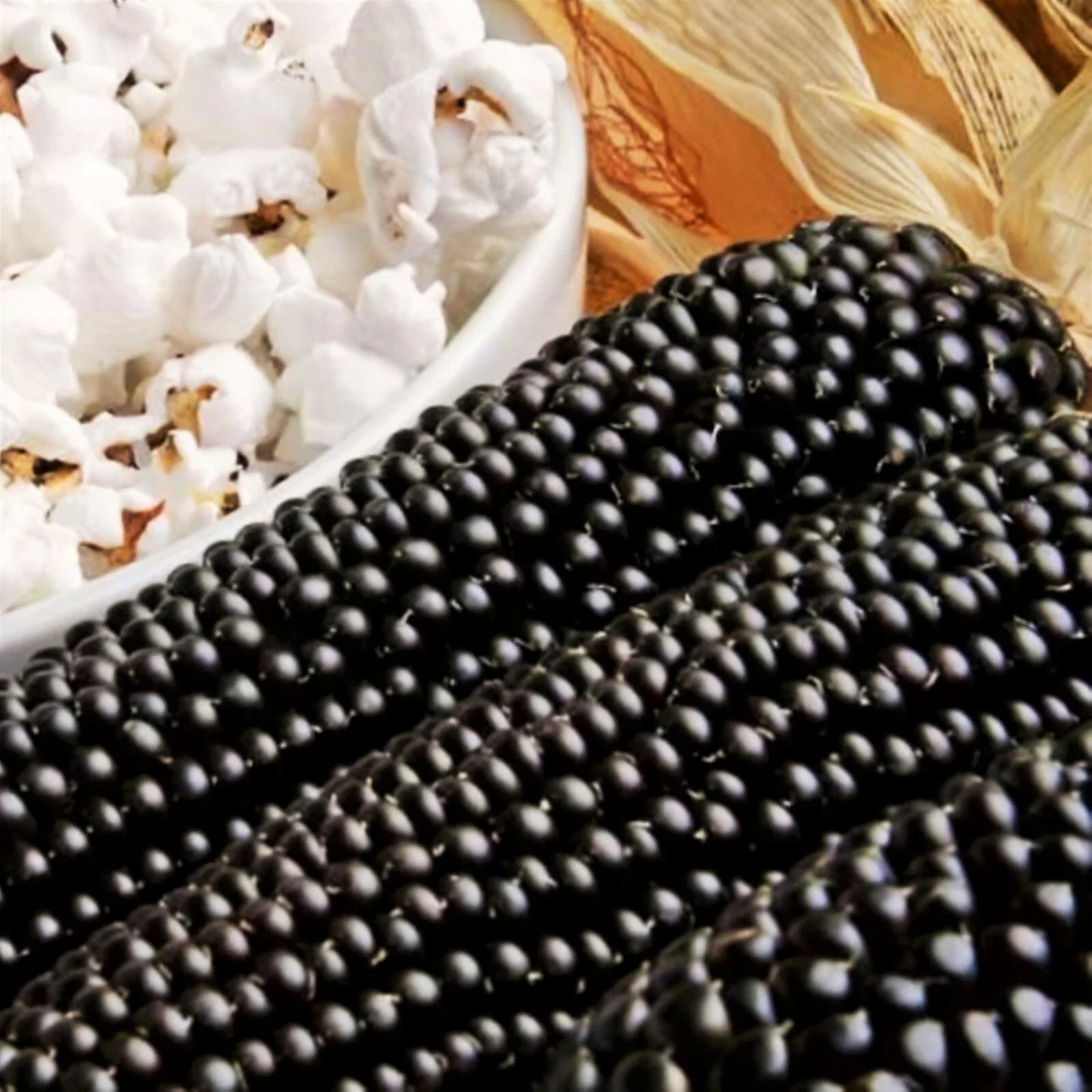 Dakota Black Popcorn Seeds | Ornamental Purple Blue Zea mays everta | Edible & Decorative Popcorn Seeds
