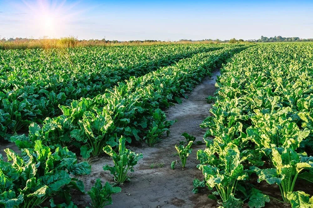 Sugar Beets Deer Food Plot Seeds - 500 Seeds for Whitetail Deer Attractant - Beta vulgaris Wildlife Habitat Enhancement