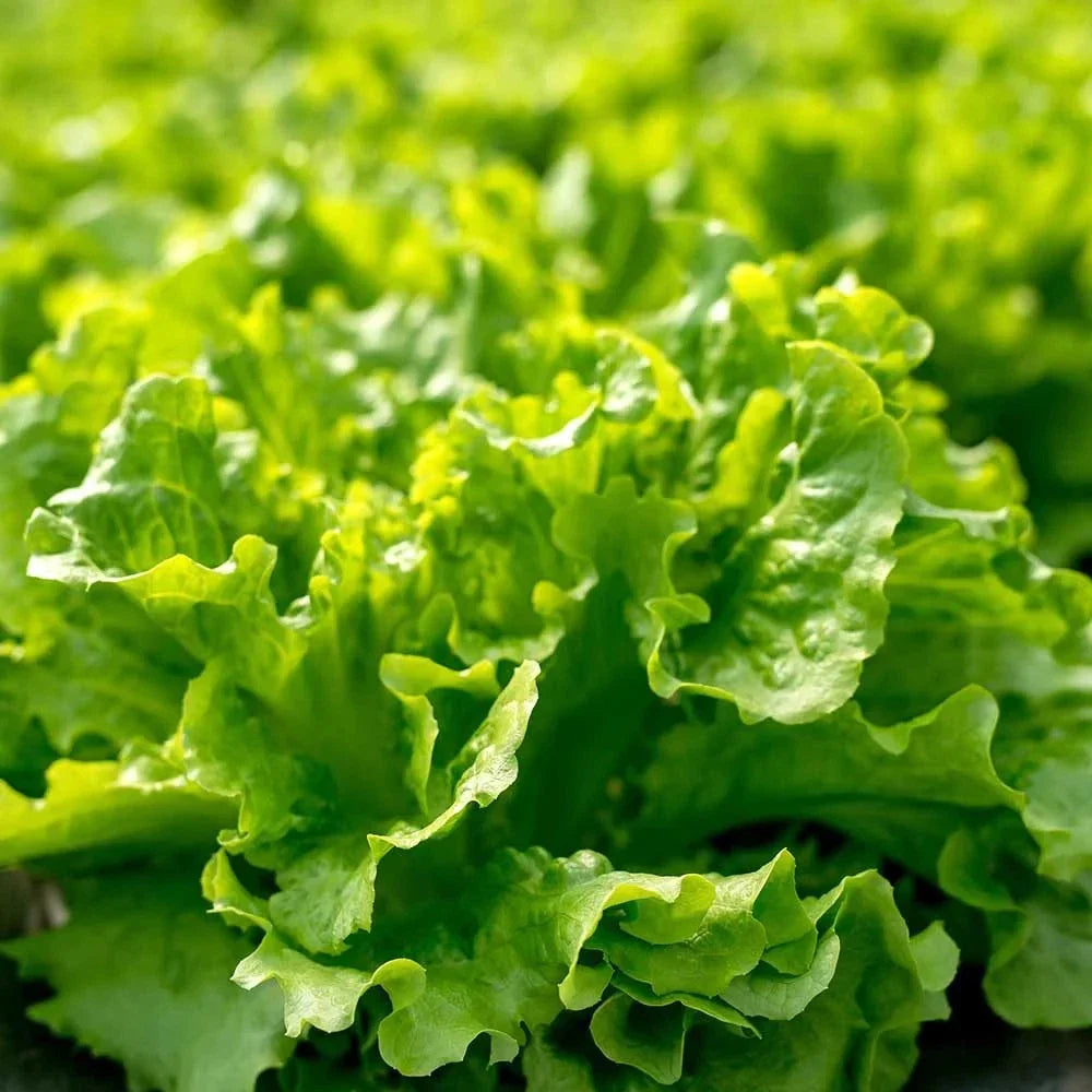 Salad Bowl Lettuce Seeds - 1000+ Non-GMO Seeds for Home Garden, Spring Planting Lactuca sativa