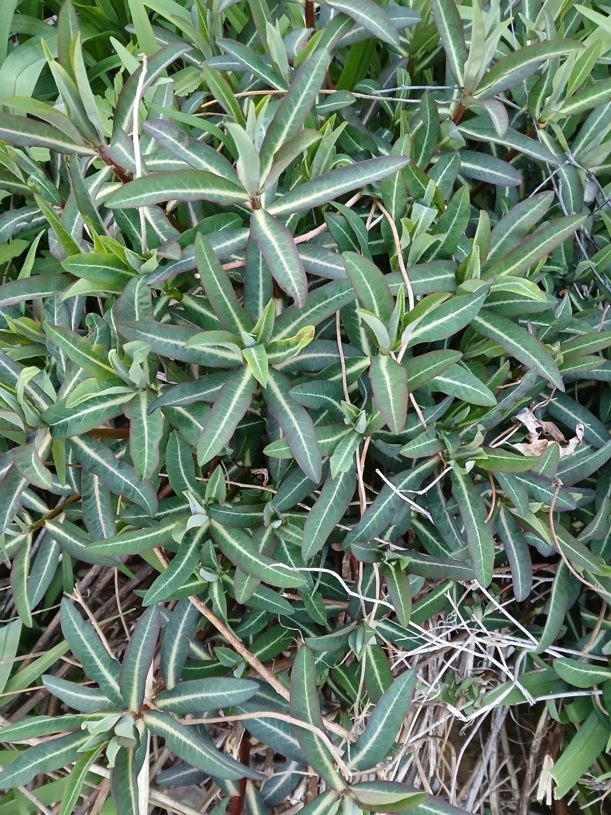 Live Euphorbia Lathyris Caper Spurge Plant – Well-Rooted Perennial for Borders & Drought Tolerance